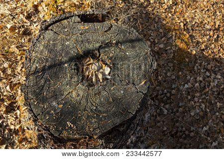Old Stump. Autumn Forest Brown Wooden Fall Background. Texture Forest Wooden Stump In Autumn Leaves 