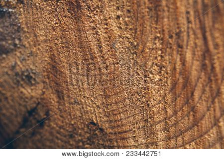 macro texture cut tree image photo free trial bigstock organic background textures