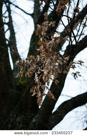 Tree In Winter With Brown Leaves, Quercus Cerris From Asia