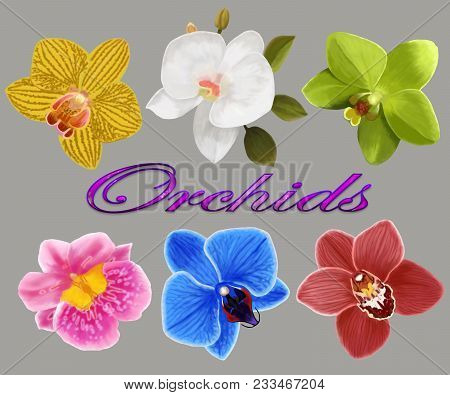 Set Of Flowers Of Beautiful Multicolored Orchids.flowers Of Orchids.