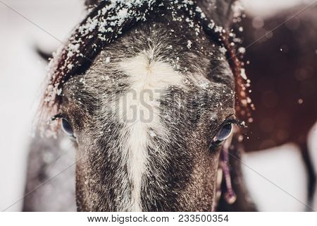English Horse Orlov Trotter Detour Of English Race Horse In An Winter Sunny Day