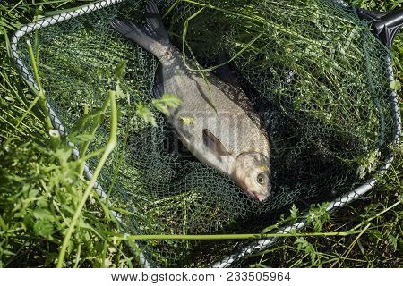 Big Caught Fish, Bream In Fisherman's Nets In Grass. Concept Of Successful Fishing, Luck, Fortune, S