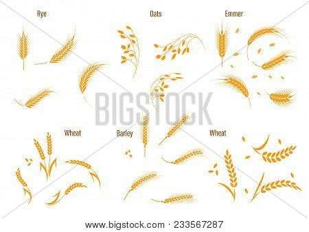 Cereals Icon Set With Rice, Wheat, Corn, Oats, Rye, Barley. Concept For Organic Products Label, Harv