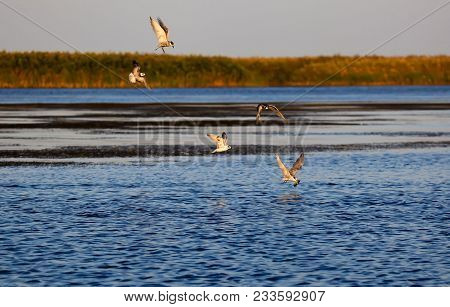 Birds On Fishing In The Volga Delta. Astrakhan Region. Russia.
