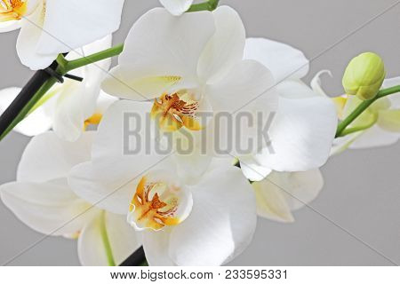 White Orchids. Beautiful White Orchid Flowers Close-up.