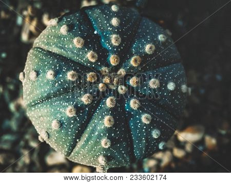 Cactus Astrophytum Asterias On White Background. Abstract Background Of Cactus Close Up Top View.