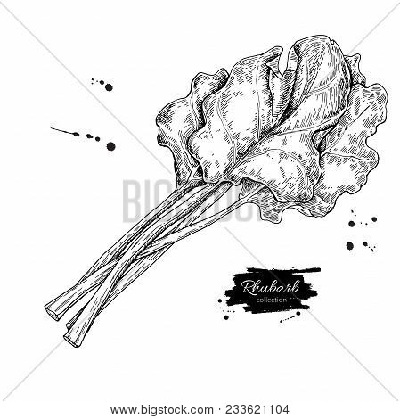 Rhubarb Vector Drawing Set. Isolated Hand Drawn  Sliced Piece And Leaves. Vegetable Engraved Style I