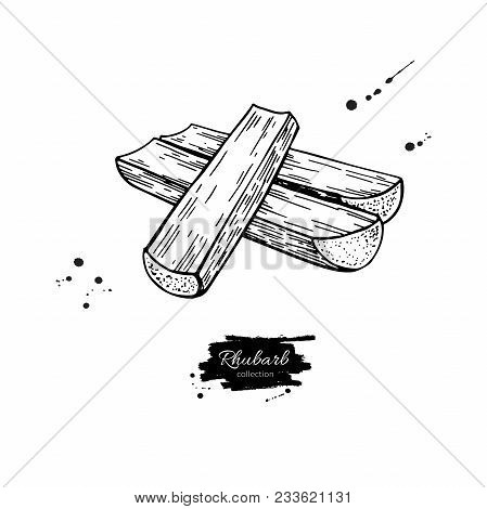 Rhubarb Vector Drawing Set. Isolated Hand Drawn Sliced Pieces. Vegetable Engraved Style Illustration
