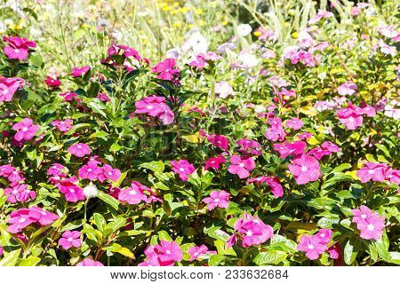 Pink Blud Geranium Cinereum Flower Background, Garden Background.