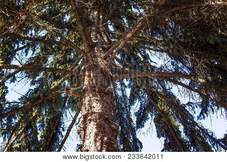 Looking Up The Spruce Tree Trunk With Dry Branches