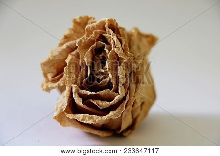 The Dried Bud Of A Light Rose Close Up. Isolated.