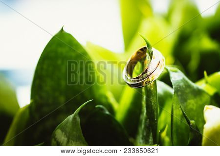 Wedding Gold Rings On Color Green Flowers.