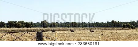 Emus Foraging In A Grassland Near Parkes In New South Wales, Australia,