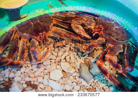 Haired Red King Crab Holding A Clam