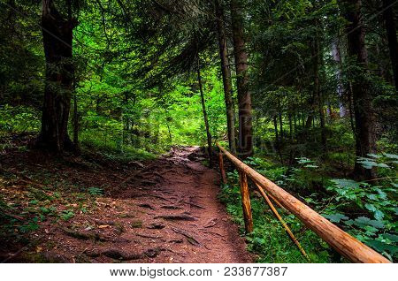 Path Through The Forest In The Sunny Sumer Day
