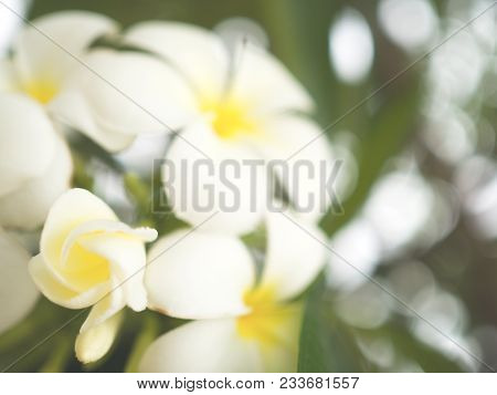 Blurred Plumeria Flower - Plumeria Flower Blooming On Tree Vintage Filter