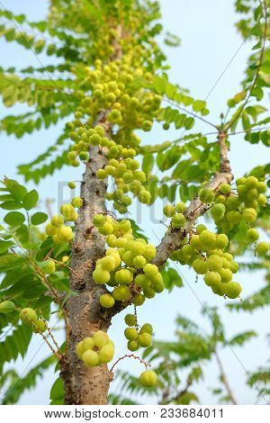 Star Gooseberry Fruit. Phyllanthus Acidus, Known As The Otaheite Gooseberry , Star , Damsel, Grosell