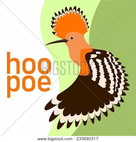 Hoopoe Bird Head Vector Illustration Flat Style Profile Side