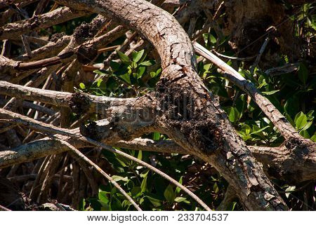 Dry Mangrove Trees. Tree Branches Close Up. Rio Lagartos, Yucatan, Mexico