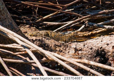 Small Crocodile Sits On A Branch With An Open Mouth. Rio Lagartos, Yucatan, Mexico.