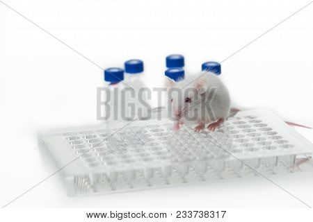 A White Laboratory Mouse With An Immunological Plate And Vials. Concept - Testing Of Drugs, Vaccines