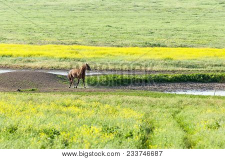 Portrait Of A Horse In The Meadow. A Herd Of Wild Horses Shown On Water Island In Atmospheric Rostov