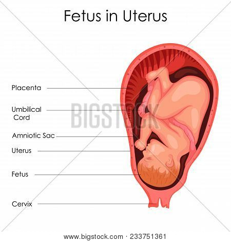 Pregnancy Chart Images, Illustrations & Vectors (Free ...