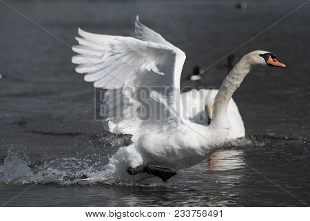 Swan Taking Off In A Pond In London