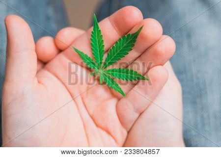 Smiling Kid Child Holding A Hemp Leaf. Concepts Of Using Marihuna For Medicinal Purposes For Childre