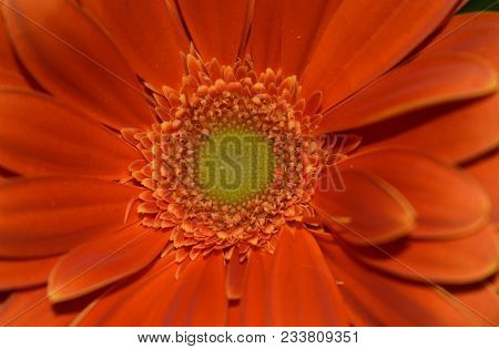 Center Of A Blooming Orange Flower Close-up