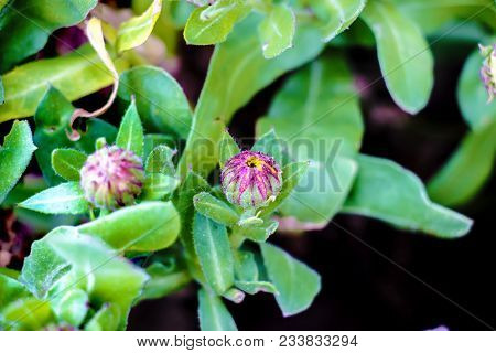 Beautiful Pink Azalea In The Flower Garden.purple Rhododendron Bud In A Garden. Spring.almost Closed