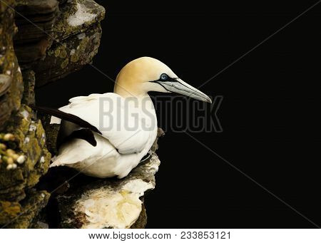 Portrait Of Northern Gannet Nesting On A Cliff Against Black Background, Uk.