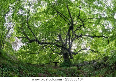 Old Linden Tree In The Evening. Forest In Summer. Mohni, Small Island In Estonia, Europe.