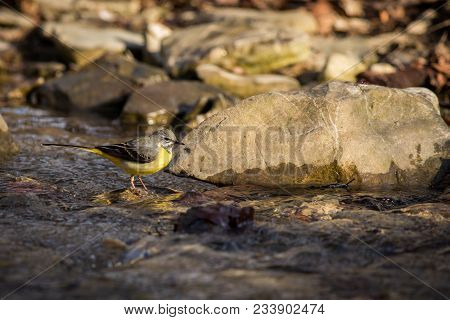 The Grey Wagtail Is More Colourful Than Its Name Suggests With Slate Grey Upper Parts And Distinctiv