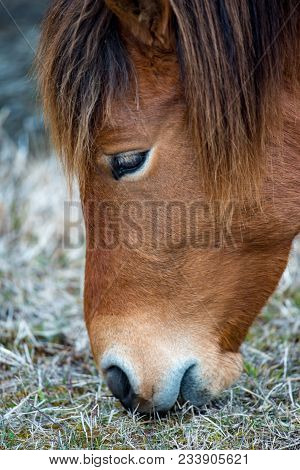 View Of An Assateague Wild Horse In Maryland.