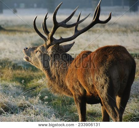 Red Deer Stag Roaring In The Early Morning