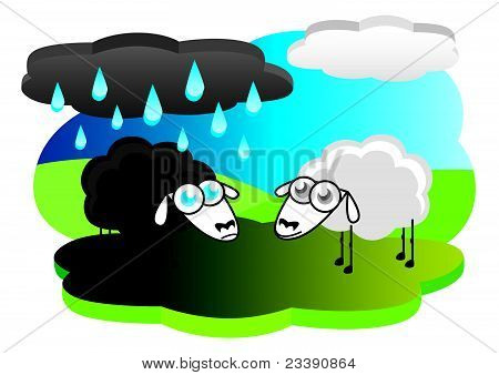 Black sheep under rain cloud