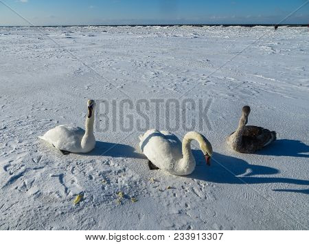 Freezing On The Ice Of The Riga Bay Swans In The Winter Of 2018.