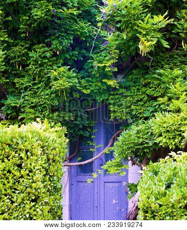 Purple Door In Green Bushes And Trees