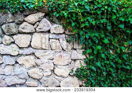 Plant Decorative Ivy On A Stone Wall