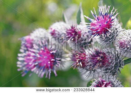 Wild Thistle With A Blooming Pink Flower On A Green Blurred Background.