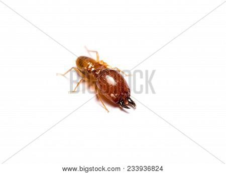 Closeup Big Termite Image & Photo (Free Trial) | Bigstock