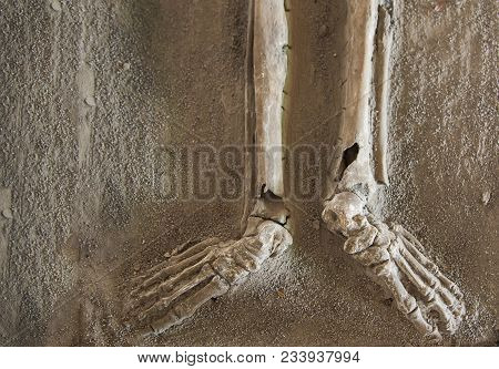 Old Bone And Skull At Graveyard On Nature.