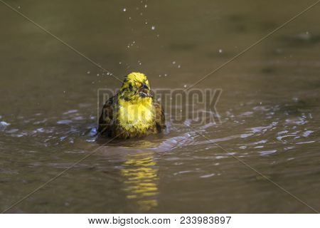 Yellowhammer (emberiza Citrinella)