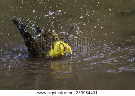 Yellowhammer (emberiza Citrinella)