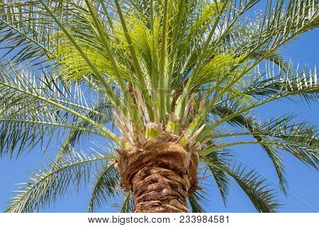 Macro Bottomview To The Top Of The Tropical Green Palm Tree On The Blue Background.