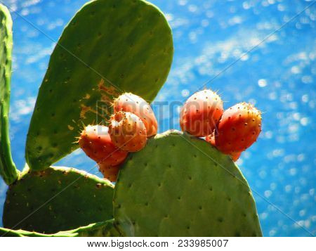 Prickly Pear Cactus With Fruit