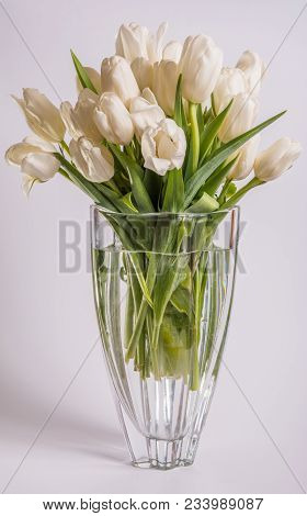 White Tulips In A Glassy Vase On White Background