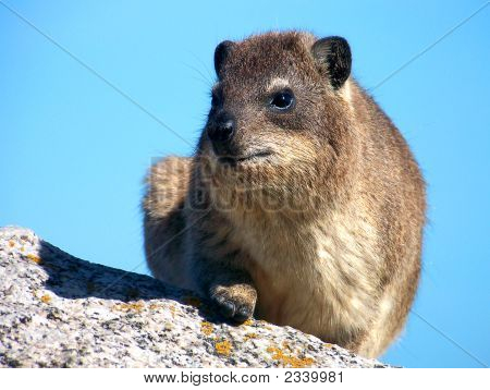 Rock-Dassie tai Hyrax 2
