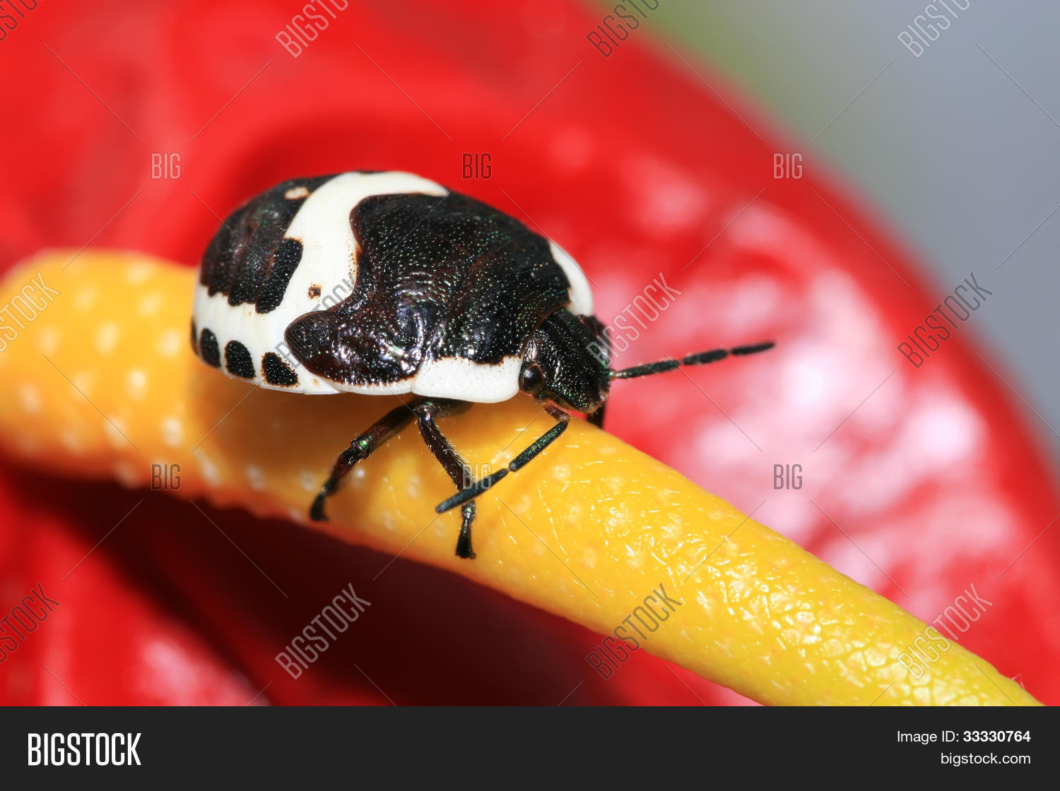 Image Preview